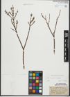 Foto von Salix purpurea L. x Salix repens L.